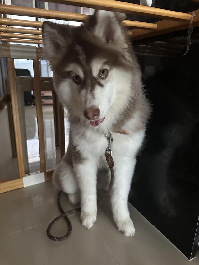 Siberia husky อายุ4เดือน