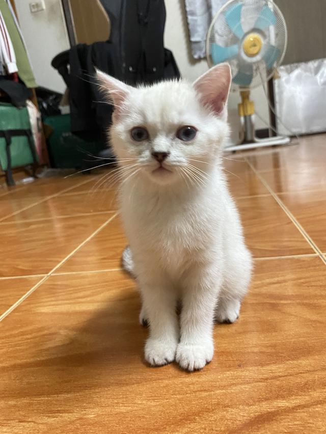 แมวสายพันธุ์สก๊อตติชโฟลด์ 9