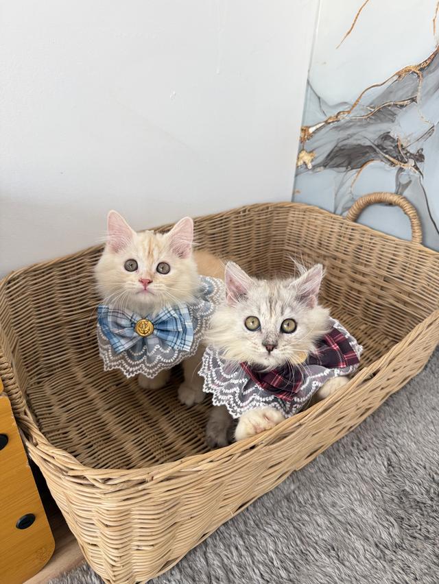 ลูกแมวพันธุ์เปอร์เซียแท้ รูปที่ 5