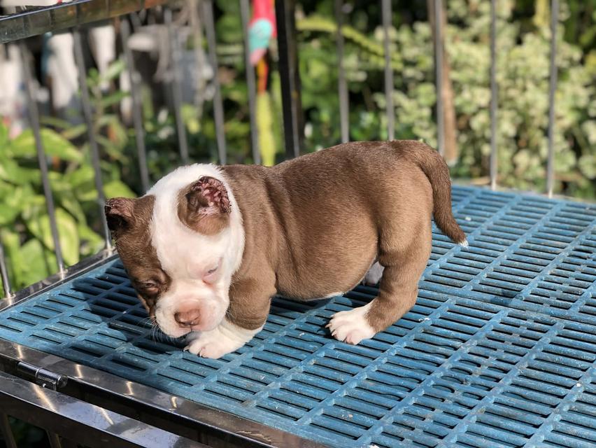 บูลลี่เพศเมียอายุ2เดือน