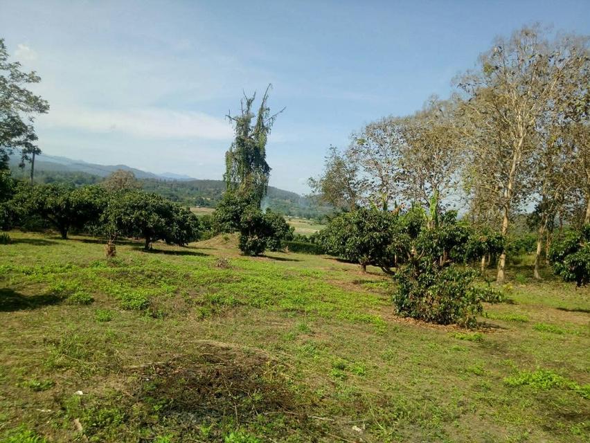 ขายที่ดินสวนลำไยและที่เปล่า 1