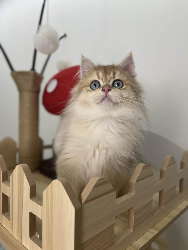 British Longhair WCF 3