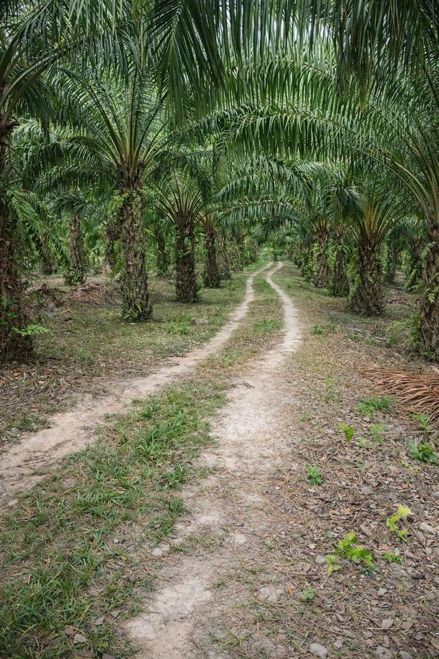 🌴 สวนปาล์มน้ำมัน พร้อมเก็บผลผลิต ทำเลดี ใกล้ถนน 🌴 2