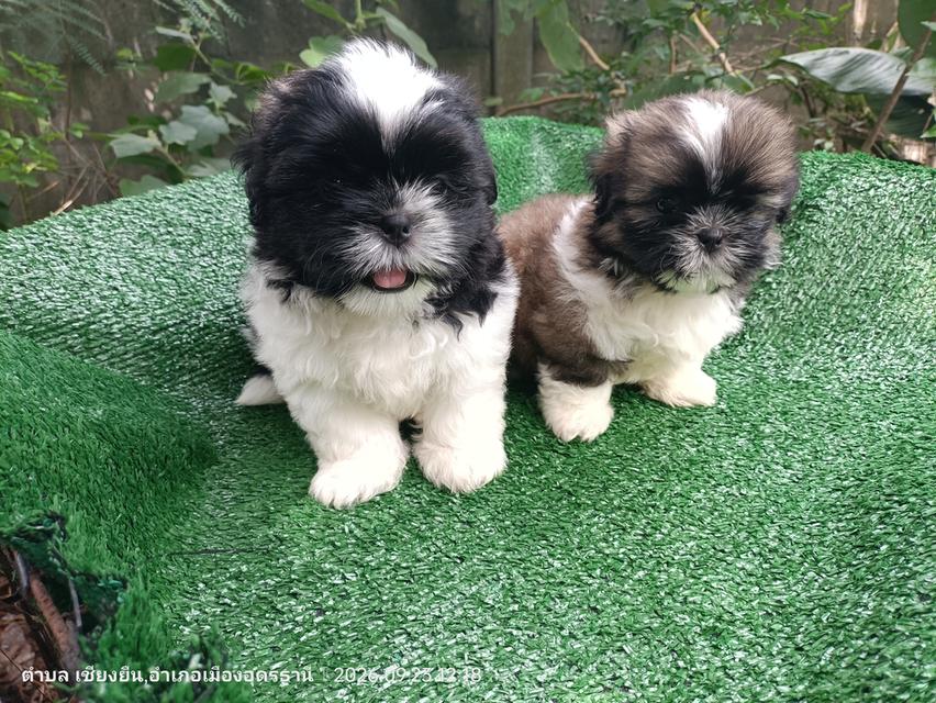ชิสุลูกสุนัขสายพันธุ์เล็ก