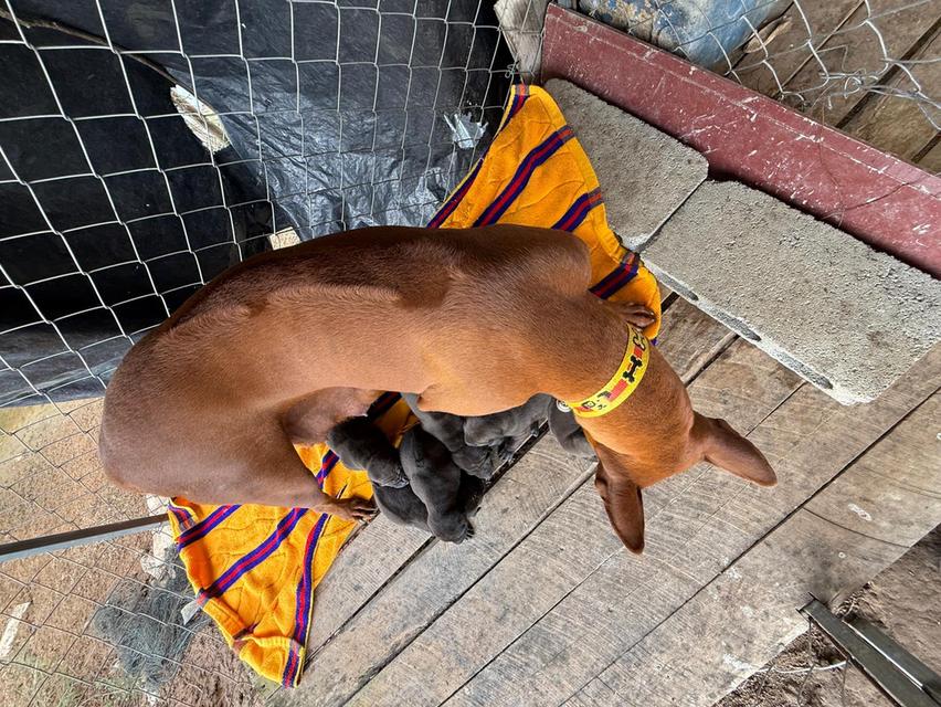 สุนัขไทยหลังอาน เลือด 100% รูปที่ 14