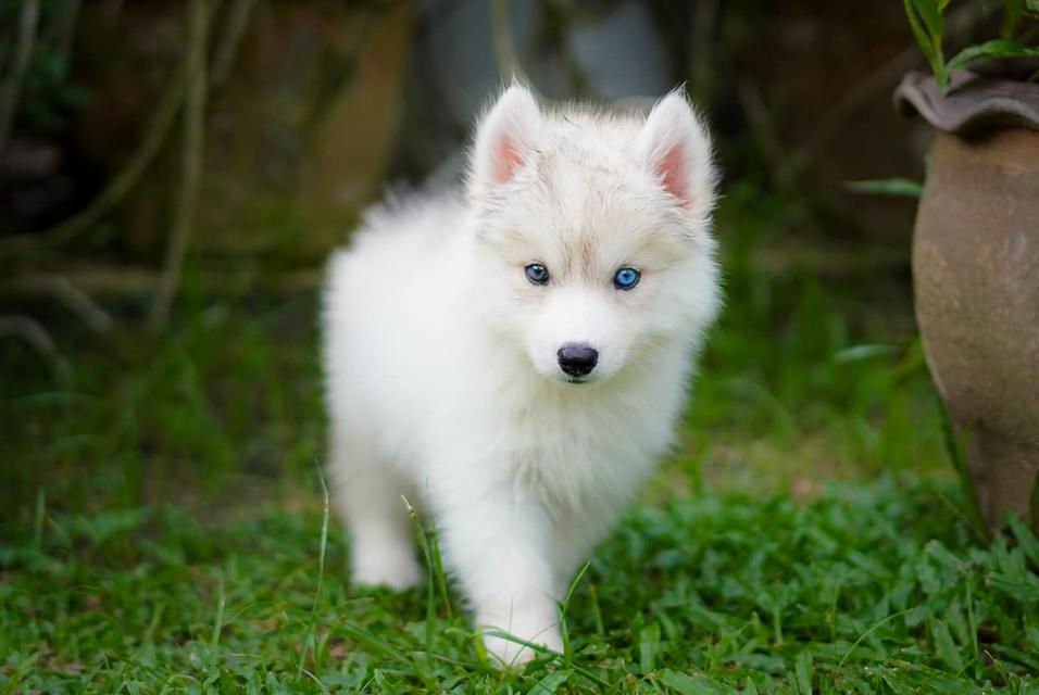 Buy a husky puppy in Thailand รูปที่ 9