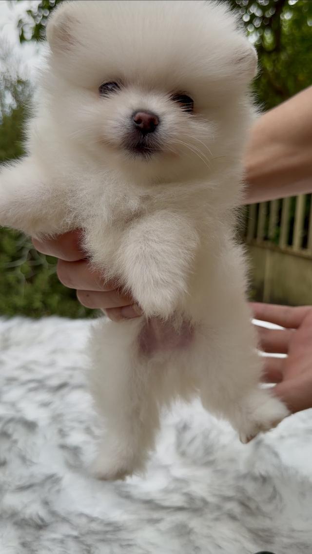 น้องหมาปอมทีคัพพาราจัดโปร