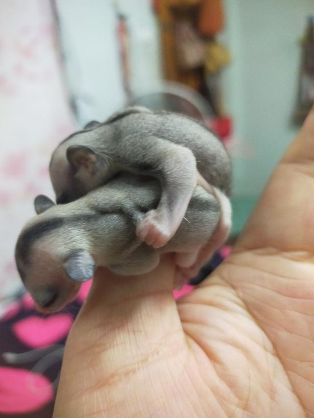 ลูกชูก้าไรเดอร์ตัวผู้และตัวเมียลูกประมาณ 3_4เดือนราคากันเอง