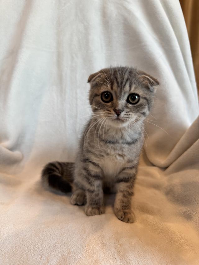 ลูกแมว สก็อตติสโฟล์ด ผู้