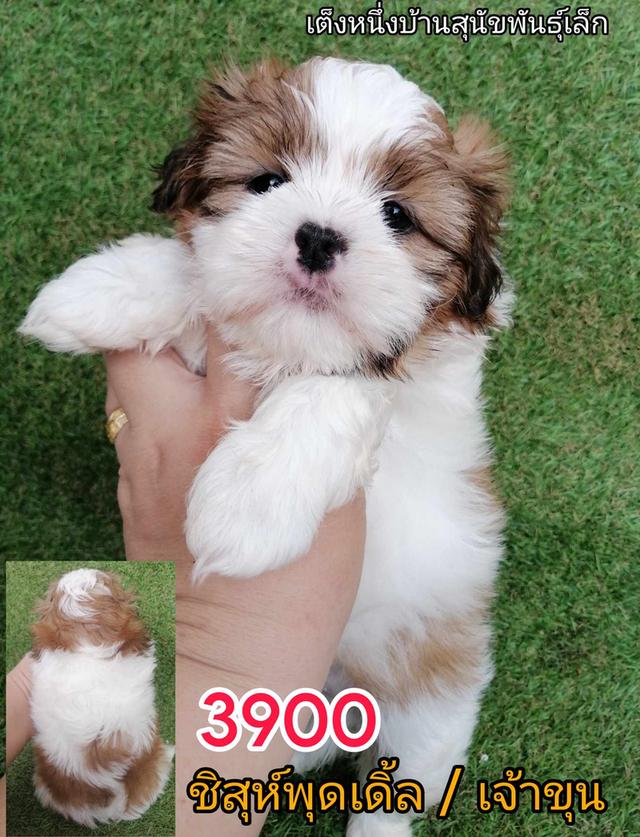 ชิสุผสมพุดเดิ้ล ชิสุห์ปอม ชิสุห์ชิวาว่า ชิวาว่าขนยาว