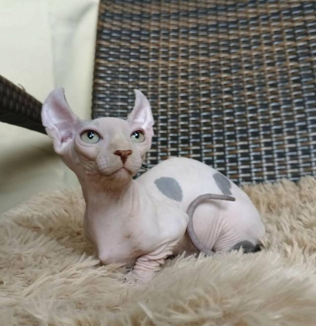 31.แมวดเวล/เพศผู้ Dwelf Cat/Male