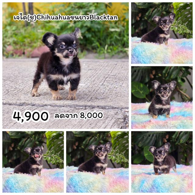 ชิวาวาขนยาวหนุ่มหล่อสีแบล็คแทน 8