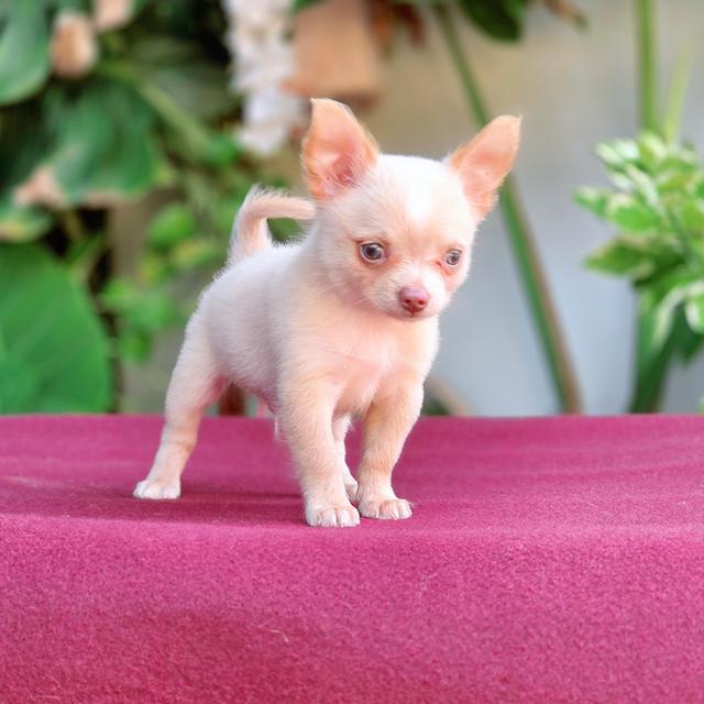 น้องโมโม่ ชิวาวาแท้ขนสั้นสีครีม