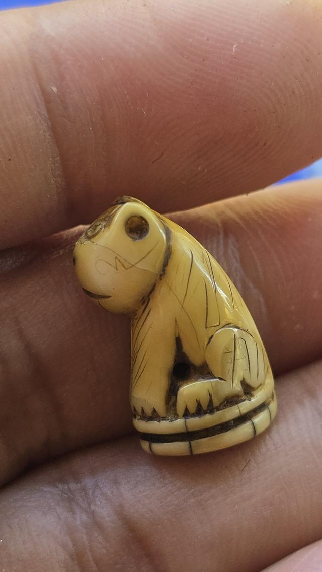 เสือแกะหลวงพ่อปาน วัดคลองด่าน 6