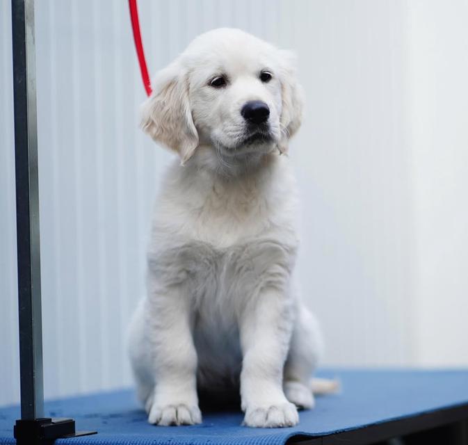 ขายสุนัขพันธุ์แท้ White Golden Retriever น่ารักมาก 3