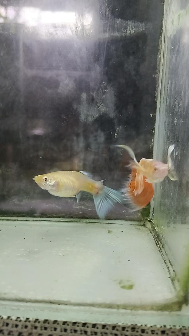 หางนกยูงตาแดงคู่ละ80บาท รูปที่ 3