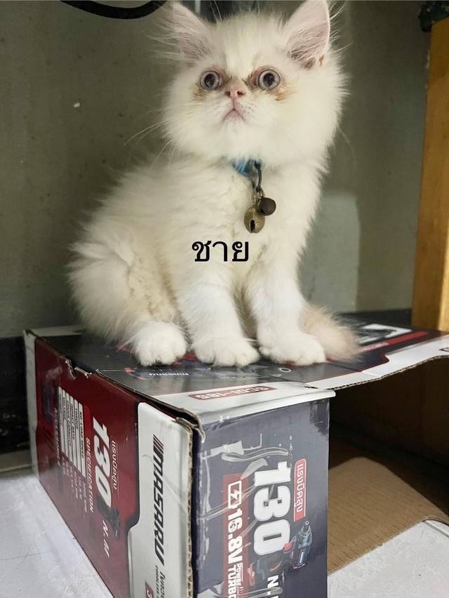 ลูกแมว 4
