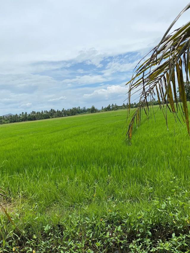 รูป ขายที่ดิน 3