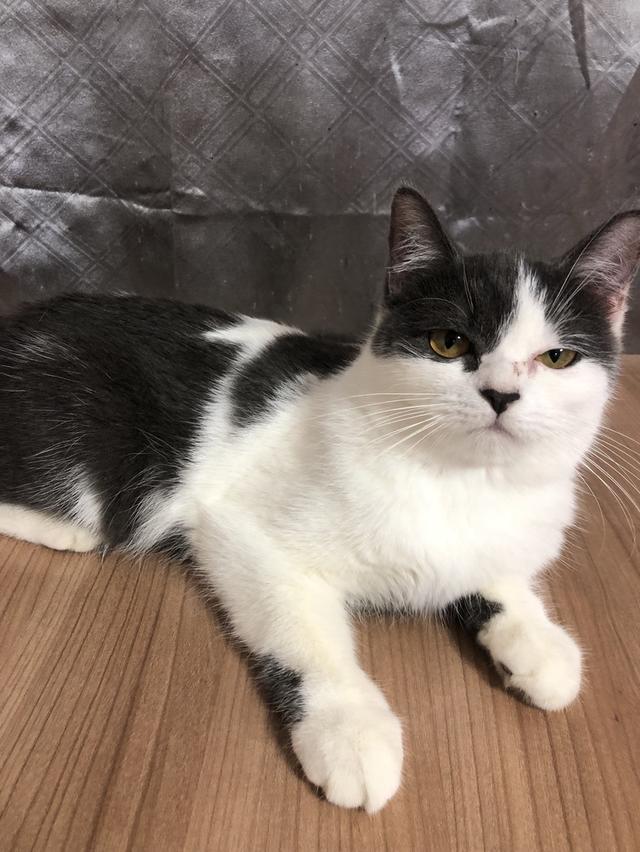 น้องแมวพันธุ์ อเมริกันเคิร์ลผสมหิมาลายัน เพศเมีย ( สี เทา ขาว )