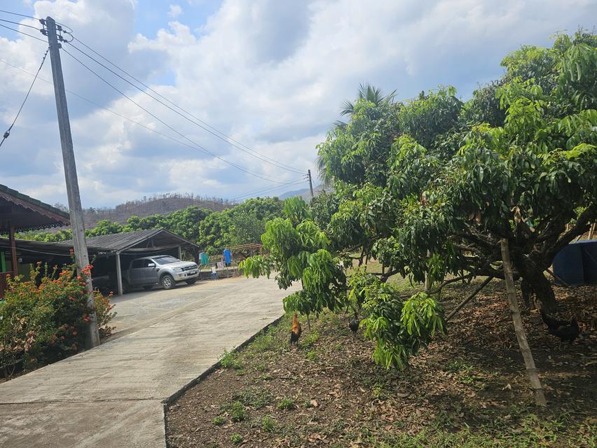 สวนลำไย 5 ไร่ อำเภอจอมทองจังหวัดเชียงใหม่ 1