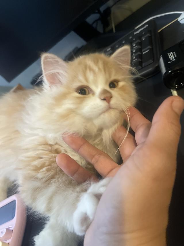 แมวส้มขี้อ้อนนวดเก่ง(เด็กชาย 3 เดือน)นิสัยขี้อ้อนสุดๆ รูปที่ 6