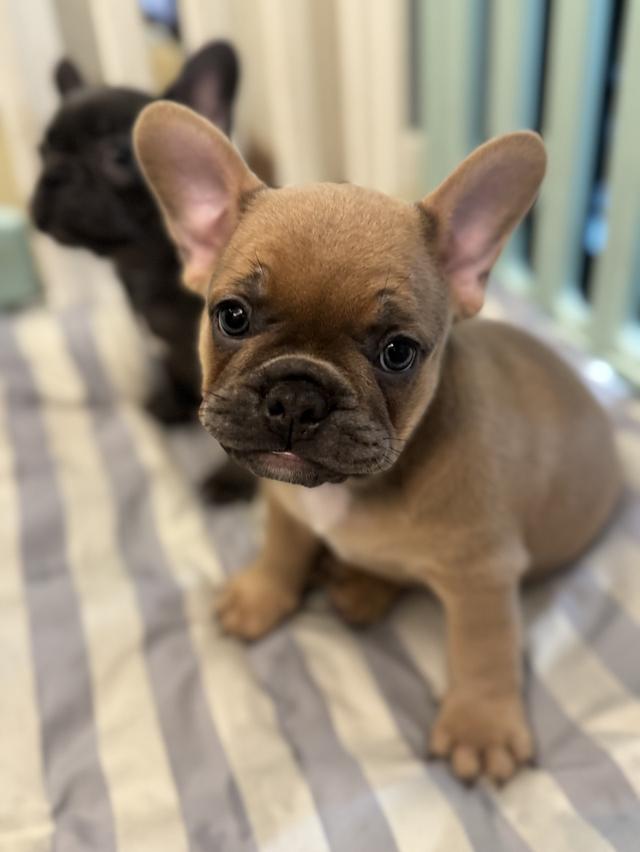 French Bulldog 3