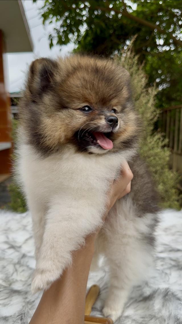 น้องปอมเมอเรเนียน