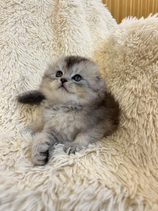 แมว สก๊อตติชขนยาว   🔥🔥🏠🔥 รูปที่ 10