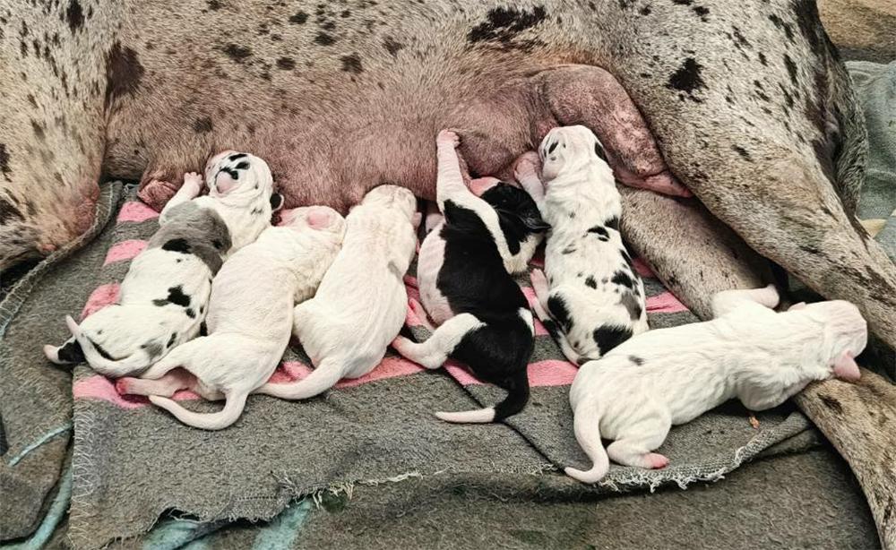 สุนัข เกรทเดน Greatdane รูปที่ 6