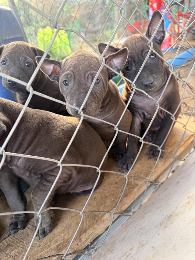 สุนัขไทยหลังอาน เลือด 100% 6