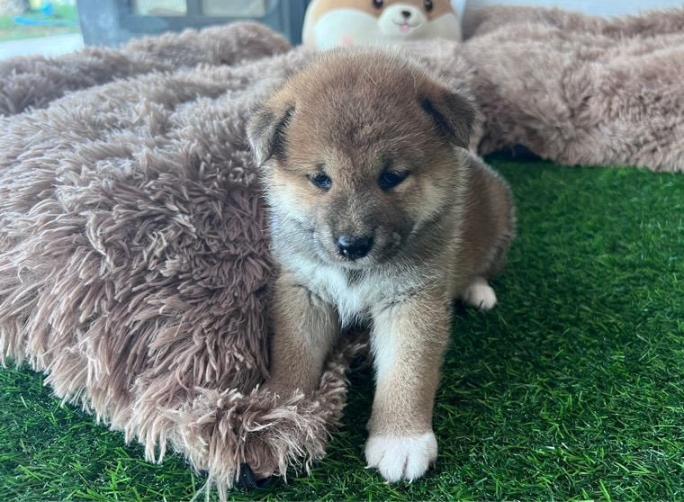 Shiba Inu น้องหมาชิบะ อินุ สี RED  3