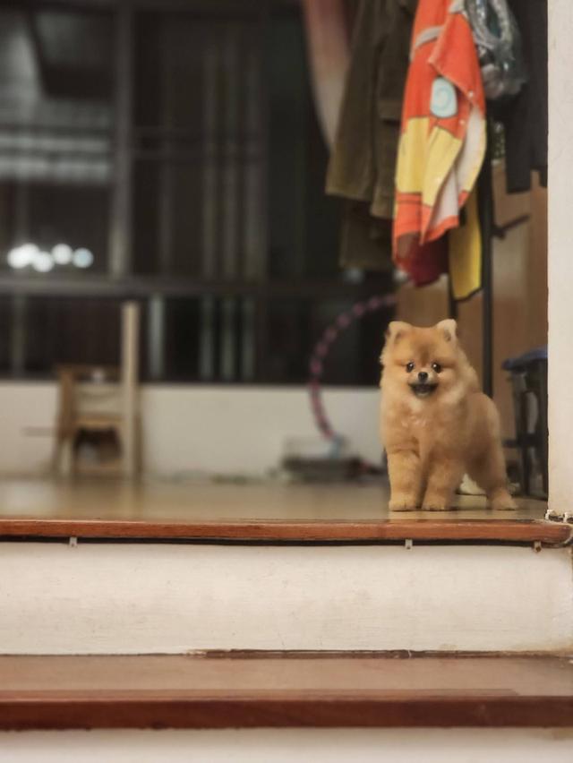 ปอมเมอร์เรเนียนไซส์ จิ๋ว ขี้อ้อนมากๆ 6 เดือน ไม่โตแล้วจ้า รูปย่อยที่ 4