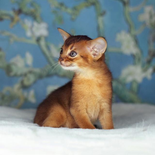 Abyssinian Kittens  WhatsApp me : +66 63 826 3042 รูปที่ 2
