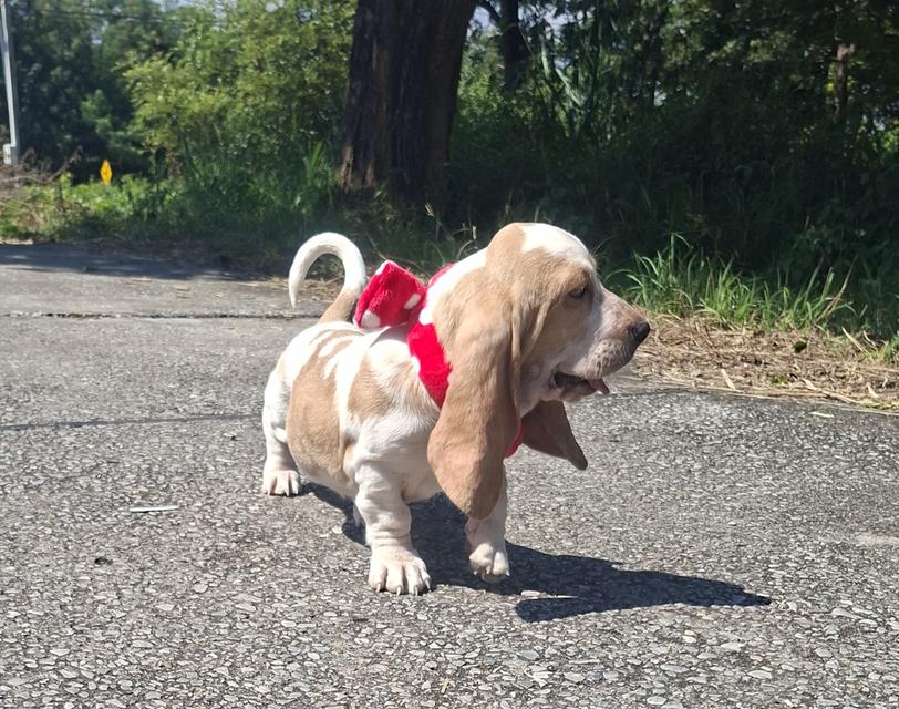 บาสเซ็ตฮาว์ดใบเพ็ดสมาคมพัฒนาพันธุ์สุนัข 13