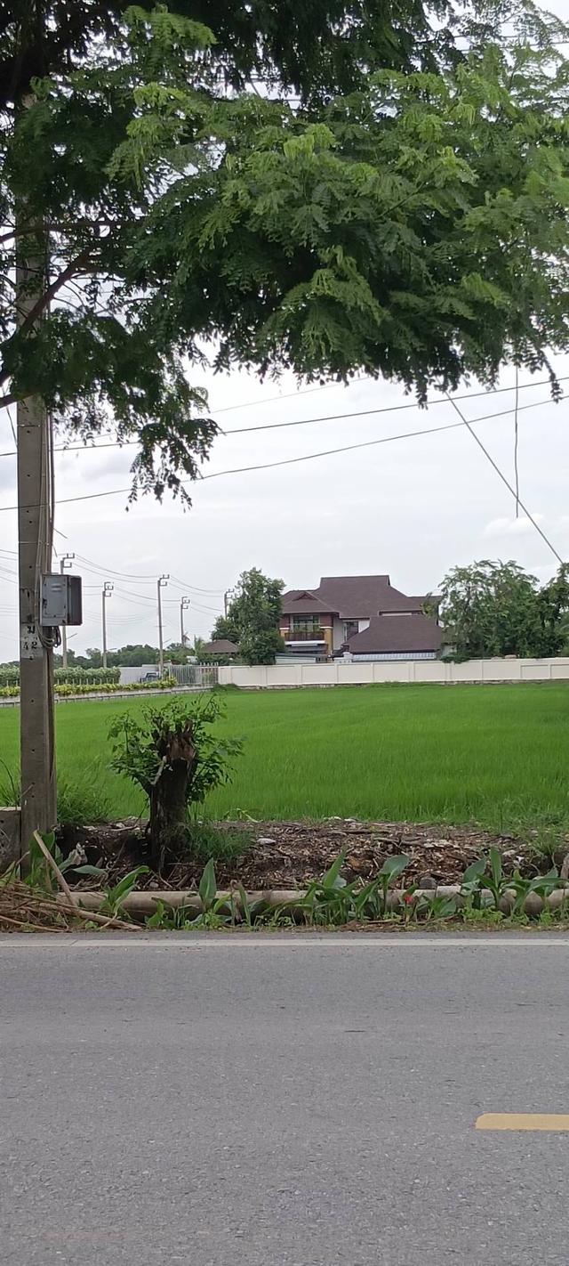 ขายที่ดินสวย 3ไร่ครึ่ง ติดถนนผดุงพันธุ์  ผังเมืองสีเหลือง 2