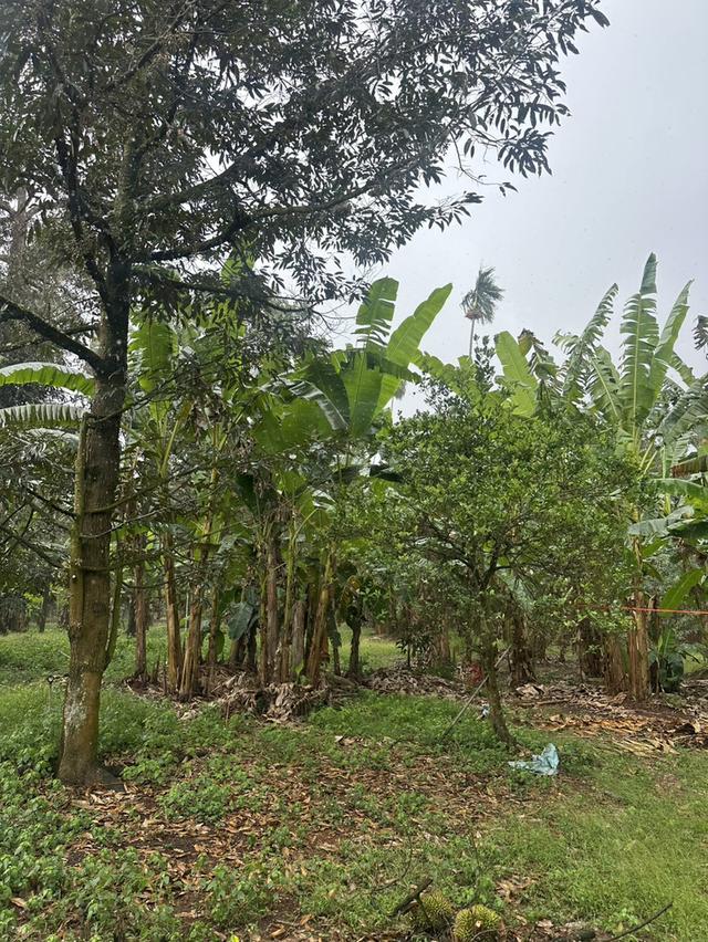 ขายด่วน! สวนทุเรียนหมอนทอง ต้นใหญ่ 7ปี+ จ.ชุมพร 4