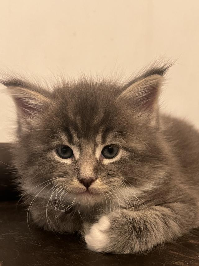 ลูกแมวเมนคูนสายเลือดแท้