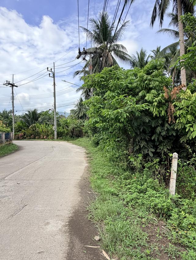 ขายที่ดิน 1 ไร่ ตำบล.ตลิ่งงาม อำเภอเกาะสมุย 2