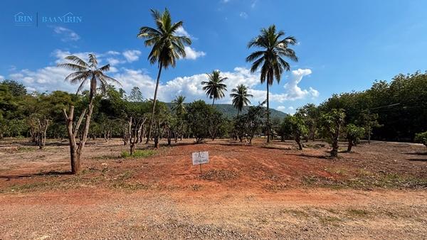 ขายที่ดินเปล่า พร้อมสวนมะม่วง 180 ตร.ว. / 199,999 บ.  097 446 4446 5