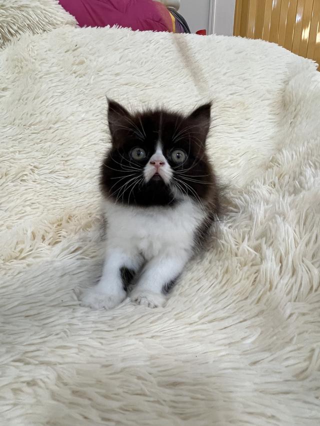 แมวเปอเซีย ดำขาว 🔥🔥🙂🙏 รูปที่ 6