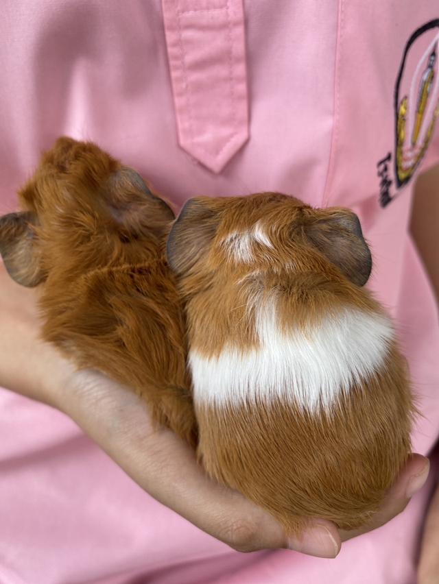 เปิดไฟเขียวหาบ้านใหม่! หนูตะเภาคู่ผู้-เมีย วัยละอ่อน 🐹✨1เดือน18วัน รูปที่ 4