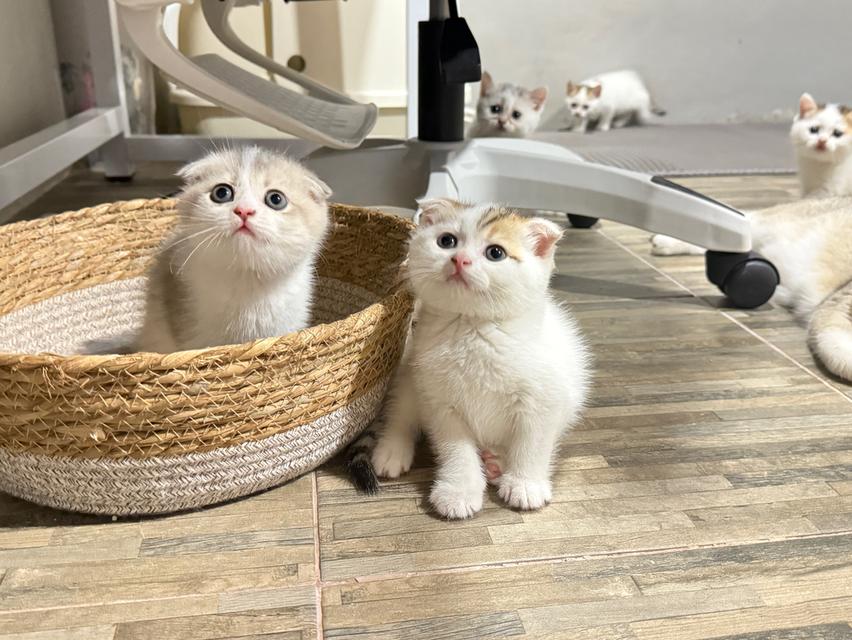 แมวสก๊อตติชโฟลด์