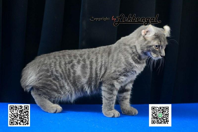 แมวอเมริกันเคิร์ล สีบลู หางบ็อบเทล (bobtail)  7