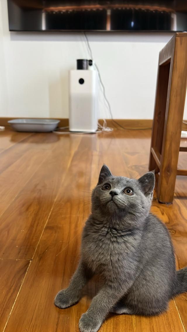 บริสติส wcf เด็กหญิง รูปที่ 2