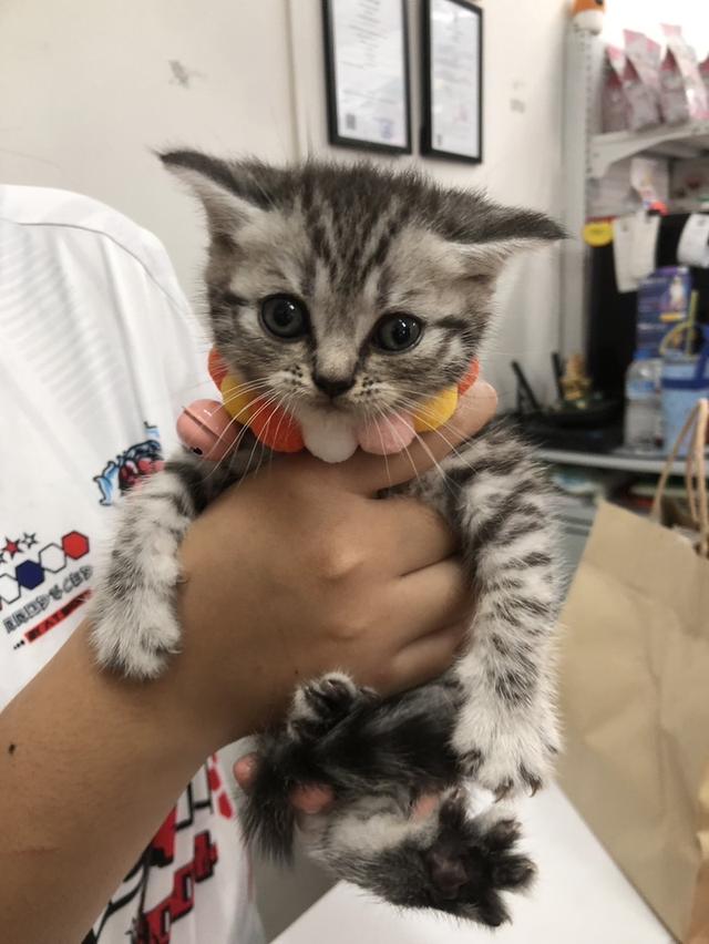 น้องแมว Scottish Fold แท้
