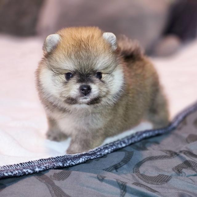 ปอมหมีเพศผู้สุดหล่อพันธุ์แท้พร้อมย้ายบ้าน 8