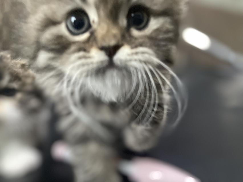 แมวเสือ(หญิง)เกิด 19/9/68