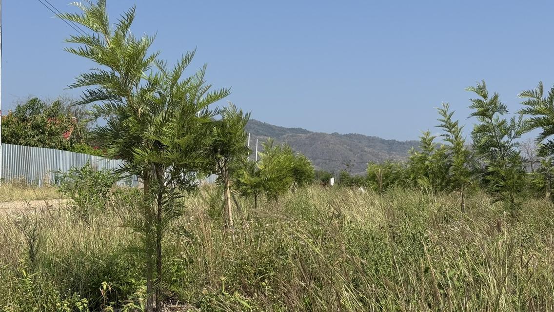 ที่ดินเปล่า 266 ตารางวา ต.วังชมภู อ.เมือง จ.เพชรบูรณ์ 10