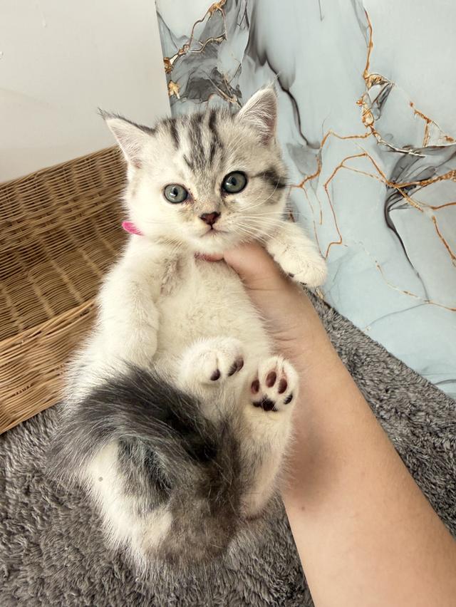 ลูกแมวพันธุ์สก๊อตติชแท้ รูปที่ 4