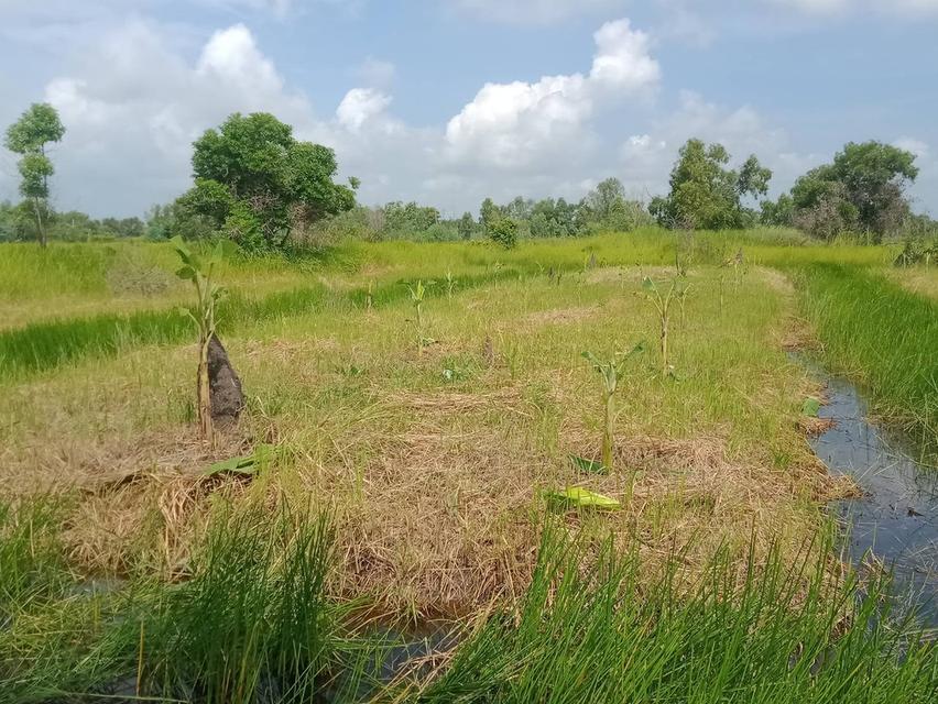 📣 ขายที่ดิน อำเภอองครักษ์ นครนายก – 2 ไร่ 20 ตร.วา หลังตลาดองครักษ์ – เข้า–ออกได้หลายทาง – ใกล้ มศว.องครักษ์